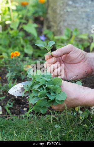 Giardiniere tenendo una mano cazzuola e erbe infestanti diserbo dopo un bordo del giardino Foto Stock