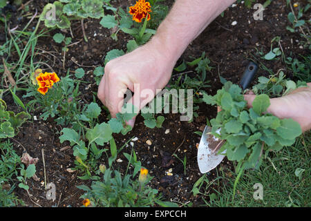 Giardiniere eliminazione erbacce dal bordo del giardino Foto Stock