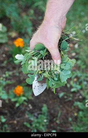 Giardiniere tenendo una mano cazzuola e erbe infestanti diserbo dopo un bordo del giardino Foto Stock