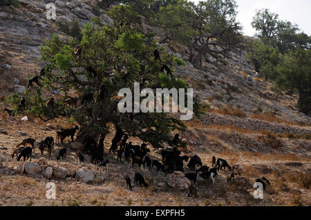 Caprini salire un albero di Argan. Foto Stock