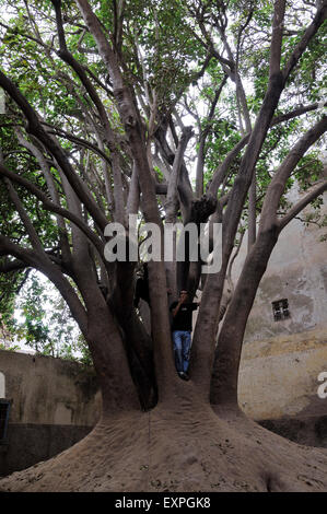 Giovane uomo in piedi sulla struttura ad albero a Essaouira. Foto Stock