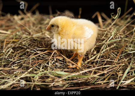 Bird animali pollame pollo isolato animale animali domestici uccelli baby di bestiame su shot studio carino piccolo giovane di colore interno dello sfondo Foto Stock