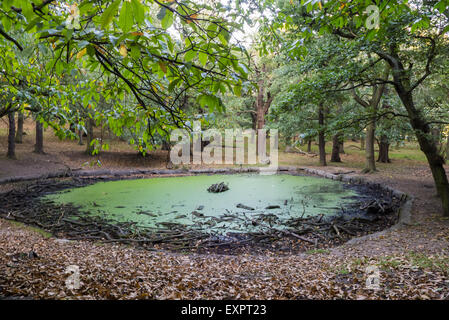 Fiori artificiali e piante secche in vasi trasparenti sul pavimento contro  parete blu Foto stock - Alamy