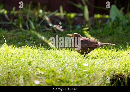 Merlo femmina, Turdus merula, Regno Unito alla ricerca di cibo in Scozia Foto Stock