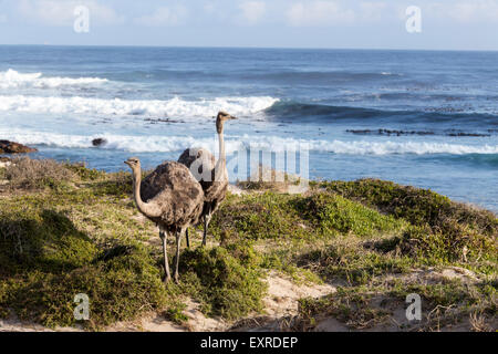 Gli struzzi vicino al Capo di Buona Speranza , Sud Africa Foto Stock