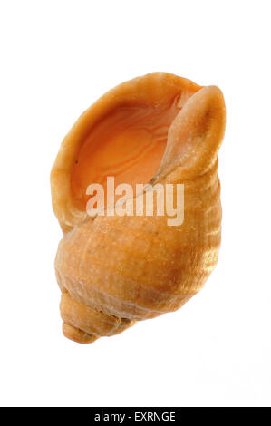 Buccino (Buccinum undatum) shell su sfondo bianco Foto Stock