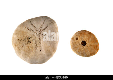 Il segnale di PEA Ricci (Echinocyamus pusillus) su sfondo bianco Foto Stock