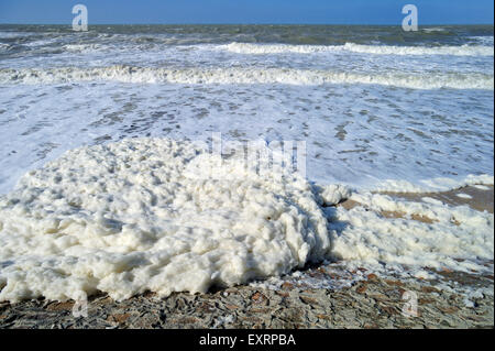 Spume / di schiuma di mare oceano / schiuma / spiaggia schiuma formata durante la burrascosa condizioni e a seguito di una fioritura algale (Phaeocystis) Foto Stock