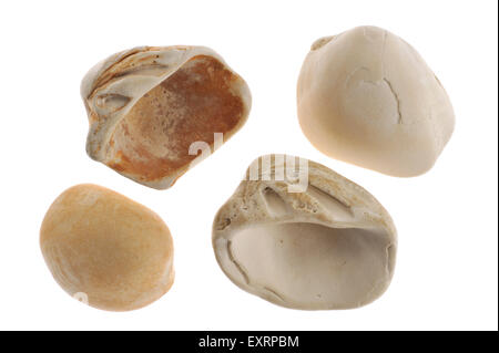 Fossili di cardidi (Venericor planicosta / Megacardita planicosta) dall'Eocene epoch su sfondo bianco Foto Stock
