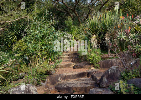 Un percorso di pietra in Kirstenbosch National Botanical Gardens di Cape Town, Sud Africa. Foto Stock