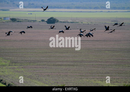 Gregge di Blue Crane (Anthropoides paradiseus) gli uccelli sorvolano campi arati in Swartland regione del Sud Africa. Foto Stock