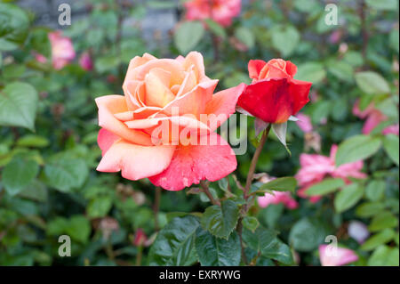 Belle le rose rosa in giardino Foto Stock