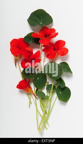 Tropaeolum majus (Nasturtium) steli con foglie e rosso brillante fiori Foto Stock