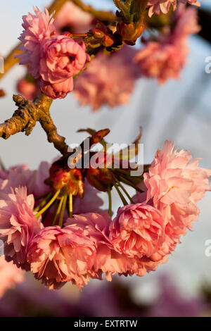 Cherry Tree blossom Foto Stock