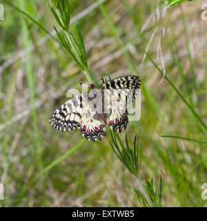 Festone meridionale (Zerynthia polissena) farfalla nel suo habitat Foto Stock