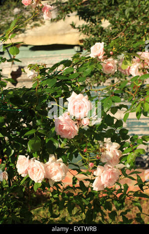 Bella, rosa rose rampicanti nel pomeriggio di sole / Capitano Christy arrampicata. La mutazione della Rosa Tea creato in Lyon Foto Stock