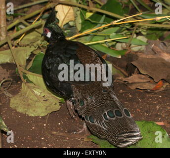 Maschio di Palawan peacock-pheasant ( Polyplectron emphanum), endemico dell'isola di Palawan nell'arcipelago filippino. Foto Stock