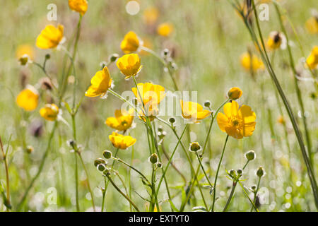 Prati da fieno in Yorkshire Dales, Swaledale, celandine, renoncules Foto Stock