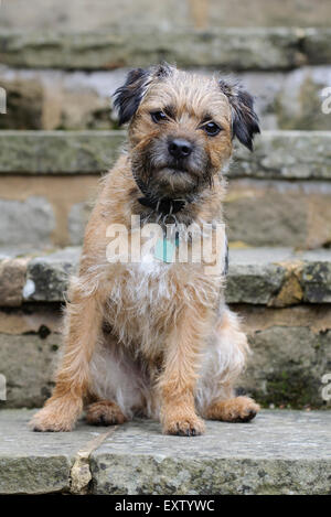Maschio adulto border terrier seduti sui gradini di pietra Foto Stock