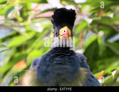 Africa centrale grande blue's Turaco (Corythaeola cristata) Foto Stock