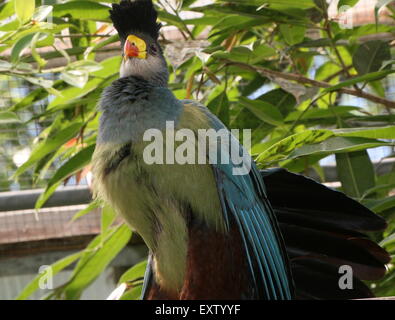 Africa centrale grande blue's Turaco (Corythaeola cristata) Foto Stock