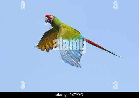 Sud America macaw militare (Ara militaris) in volo Foto Stock