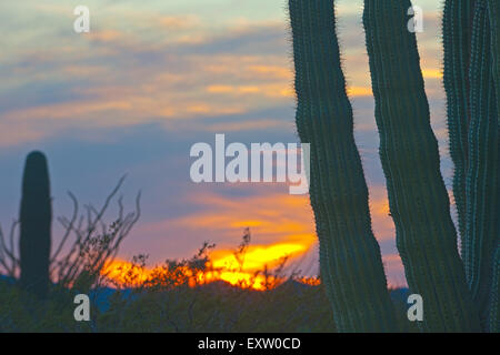 Cactus Saguaro al tramonto nel tubo dell'organo monumento nazionale, Arizona, Stati Uniti d'America Foto Stock