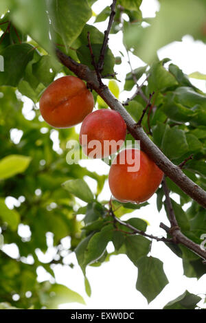 Varietà di albicocche Lilicot, Regno Unito frutta, organico. Foto Stock