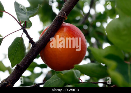 Varietà di albicocche Lilicot, Regno Unito frutta, organico. Foto Stock