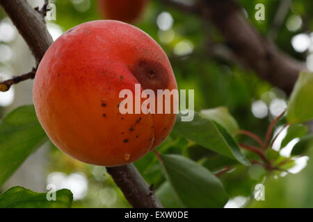 Varietà di albicocche Lilicot, Regno Unito frutta, organico. Foto Stock