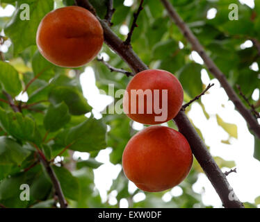 Varietà di albicocche Lilicot, Regno Unito frutta, organico. Foto Stock