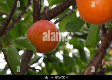 Varietà di albicocche Lilicot, Regno Unito frutta, organico. Foto Stock