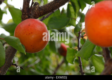 Varietà di albicocche Lilicot, Regno Unito frutta, organico. Foto Stock