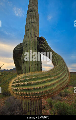 Cactus Saguaro, Carnegiea gigantea, nel tubo dell'organo monumento nazionale, Arizona, Stati Uniti d'America Foto Stock