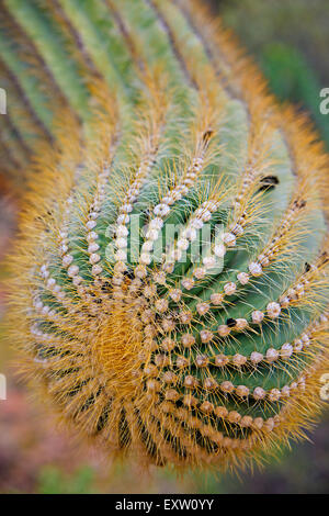 Cactus Saguaro close up, Carnegiea gigantea, organo a canne monumento nazionale, Arizona, Stati Uniti d'America Foto Stock