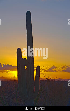 Cactus Saguaro (Carnegiea gigantea) silhouette al tramonto, Saguraro Parco nazionale a est, Parco nazionale del Saguaro, Arizona, Stati Uniti d'America Foto Stock