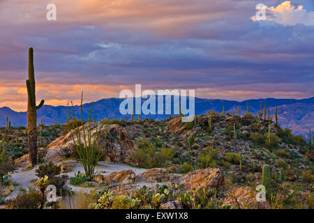 Il paesaggio del deserto durante il tramonto in primavera a Saguraro Parco nazionale a est, Parco nazionale del Saguaro, Arizona, Stati Uniti d'America Foto Stock