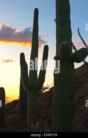 Cactus Saguaro (Carnegiea gigantea) silhouette al tramonto, Saguraro Parco nazionale a est, Parco nazionale del Saguaro, Arizona, Stati Uniti d'America Foto Stock