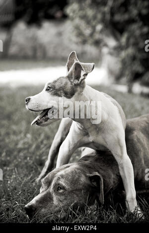 Cane Senior che stabilisce mostra ritenuta come cucciolo permanente a cavallo della sua testa Foto Stock