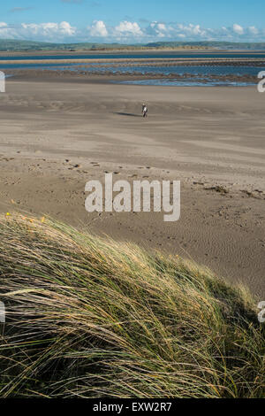 Aberdovey,sabbia,dune,beach,Powys,Galles,estuario, Foto Stock