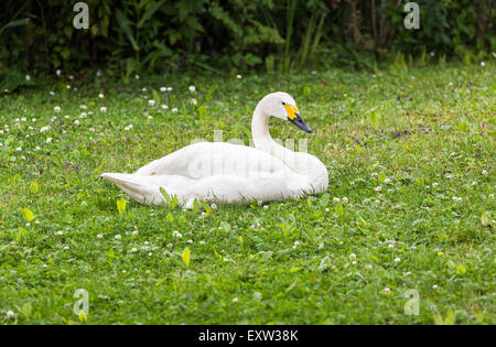 Bewick's Swan (Cygnus bewickii) con becco giallo a Wildfowl and Wetlands Trust, Arundel, West Sussex, Regno Unito Foto Stock