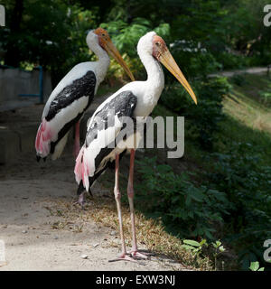 Dipinto di Stork uccello o Mycteria leucocephala allo zoo Foto Stock