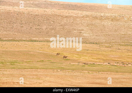 Arabian cammelli. Un addomesticati allevamento di cammelli arabe pascolano all'israeliano nel deserto del Negev. Foto Stock