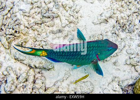 Luce di arresto pesci pappagallo fase terminale chiedendo intorno a Buddy's Reef, in Bonaire, Antille olandesi Foto Stock