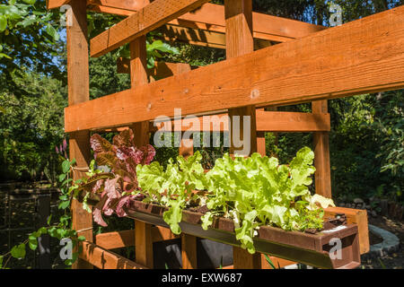 Red lattuga crescente in un bellissimo legno, giardino verticale a Bellevue, Washington, Stati Uniti d'America Foto Stock