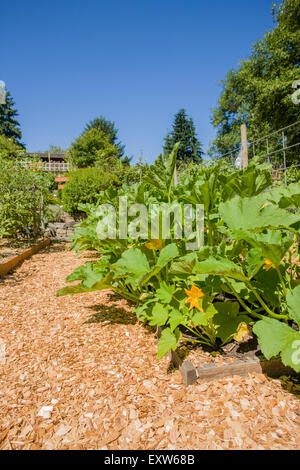 Squash sarà presto prossimo come evidenziato da tutte le fioriture di colore giallo in una comunità orto a Bellevue, Washington Foto Stock