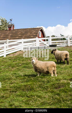 Coopworth e Romney Southdown incroci di ovini a Kelsey Creek Farm a Bellevue, Washington, USA. Foto Stock