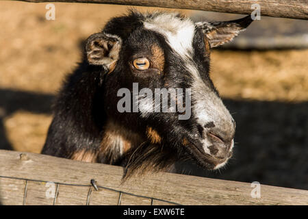 Pigmei ritratto di capra vicino a Hood River, Oregon, Stati Uniti d'America Foto Stock