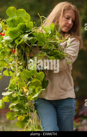 Donna che trasportano le erbacce e i Nasturzi indesiderato di piante in autunno di un palo di composto in Issaquah, Washington, Stati Uniti d'America Foto Stock