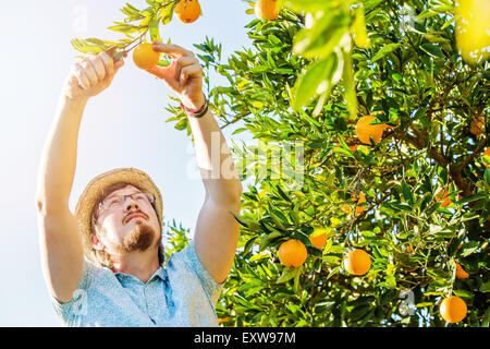 Allegro giovane uomo raccoglie le arance e i mandarini sulla fattoria di agrumi Foto Stock